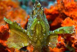 Zanzibar Scuba Diving Holiday. Leaf fish.